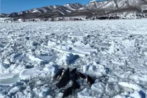 Conmoción por las orcas atrapadas en el hielo: quedaron varadas y hubo pánico por su futuro