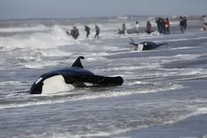 Por qué quedan varadas las orcas y cómo debe ser su rescate