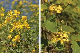 Senna corymbosa, conocida como sen del campo o rama negra. Derecha: Stigmaphyllon bonariense, llamada comúnmente papa del río o isipó amarillo.