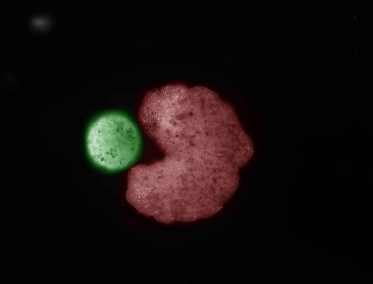Un organismo ‘padre’ diseñado por inteligencia artificial (en rojo) y con forma de Pac-Man, junto a células madre que han sido comprimidas en una bola (‘descendencia’, en verde) por el propio movimiento de la célula madre