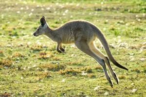 Australia analiza un sacrificio masivo de canguros para evitar que mueran de hambre