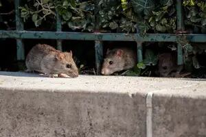 Con la cuarentena, las ratas salen a buscar comida y aparecen en las casas
