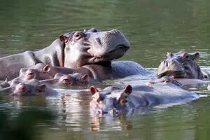 Matarán y esterilizarán a varios de los hipopótamos de Pablo Escobar, convertidos en plaga en Colombia