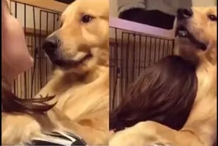 Un perro se volvió viral por su tierna reacción al ser adoptado por una mujer