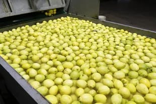 Bajaron 2,6% los envíos de limones a la UE en 2020
