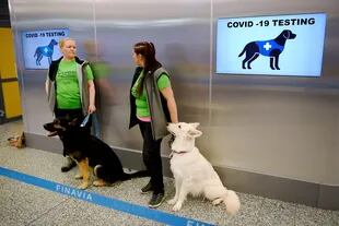 Los perros rastreadores de coronavirus Valo y E.T. se sientan cerca de sus entrenadoras en el aeropuerto de Helsinki, Finlandia, para detectar la Covid-19 de los pasajeros que llegan, el 22 de septiembre de 2020