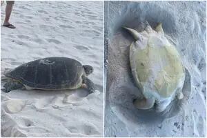 Vieron a una tortuga de mar en peligro en las Islas Caimán y le salvaron la vida