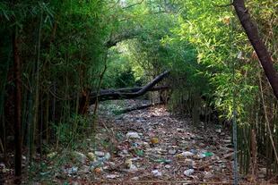 En medio de la frondosa selva, se ve gran cantidad de desechos como neumáticos, autos abandonados y bolsas de nylon, que serán removidos