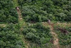 Deforestación: un relevamiento alerta sobre la pérdida de bosques protegidos