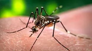 Misiones es la provincia con más casos de dengue