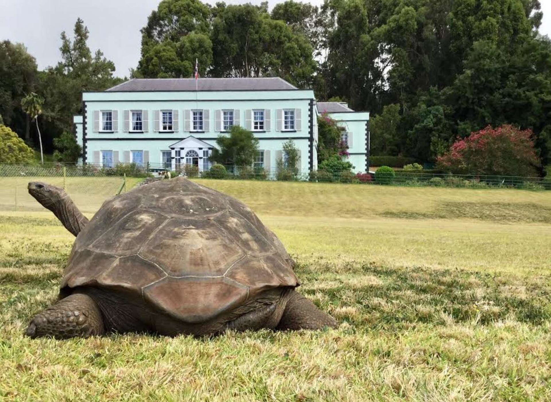 Jonathan es una tortuga gigante de Seychelles (Aldabrachelys gigantea hololissa), una especie que se creía extinta en su hábitat original.