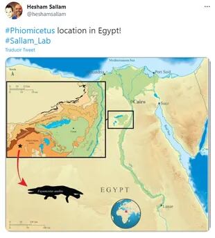 Hesham Sallam, fundador del Centro de Paleontología de Vertebrados de la Universidad de Mansoura, celebró el descubrimiento y compartío en Twitter la ubicación del hallazgo en el desierto egipcio.