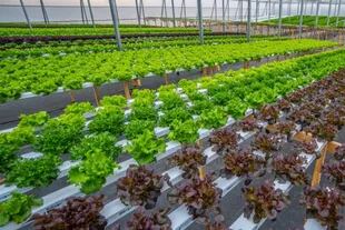 En invernaderos que cubren casi 3200 m2 posee una empresa integrada verticalmente desde la siembra hasta la comercialización