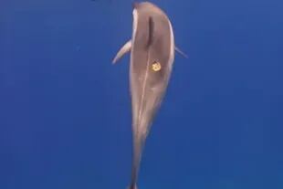 Esta especie de tiburón ataca a sus presas y les deja una marca como si alguien hubiera "apagado un cigarrillo" en su piel