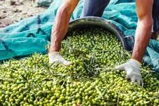 Una provincia necesita cosechar aceitunas pero le falta la mitad de los trabajadores