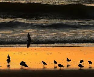 Todas las mañanas, Omar se levanta al alba y camina por las playas de Mar del Plata.