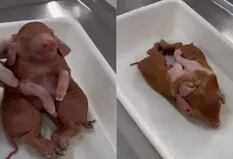 El extraño caso del cerdo que nació con ocho patas y dos cuerpos