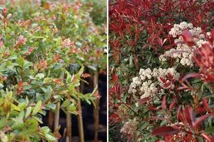 Izquierda: Eugenia es una planta de origen australiano de clima templado que no tolera las heladas fuertes. Derecha: Fotinia es un  arbusto grande que mantiene siempre su aspecto prolijo y además se moldea muy bien por podas