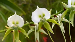 La mayoría de las orquídeas viven en los árboles