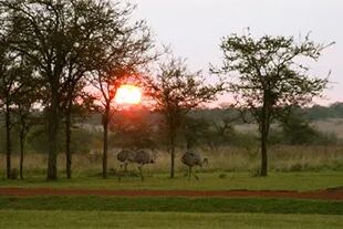 De acuerdo con la nota del medio español, los Esteros del Iberá es uno de los mejores lugares del mundo para avistar fauna salvaje. Hasta los compara con el Serenguiti, una zona de África reconocida por la cantidad de especias para admirar. 