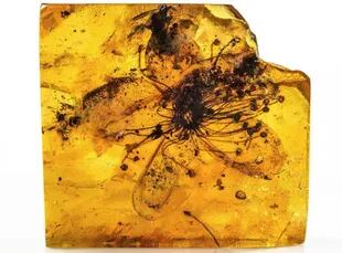13/01/2023 Flor fossil de 3 centimeter preservada en ámbar de 34-38 milliones de años POLITICA INVESTIGACIÓN Y TECNOLOGÍA MUSEUM FÜR NATURKUNDE BERLIN