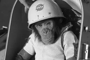 La historia del chimpancé Ham, el primer homínido en volar al espacio exterior