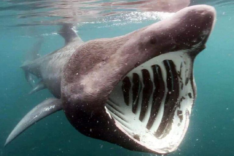 Especialistas aseguran que se trata de un tiburón peregrino, especie que puede llegar a medir 12 metros de largo.