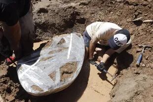 El caparazón de este gliptodonte de más de 300 kilos está casi intacto