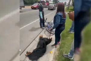 El indignante caso del paseador que arrastraba a un perro con su bicicleta