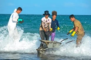 Voluntarios, personal capacitado, vecinos, todos se acercan a las playas para limpiar la gran mancha de petróleo que afecta las costas, la fauna marina y las plantas