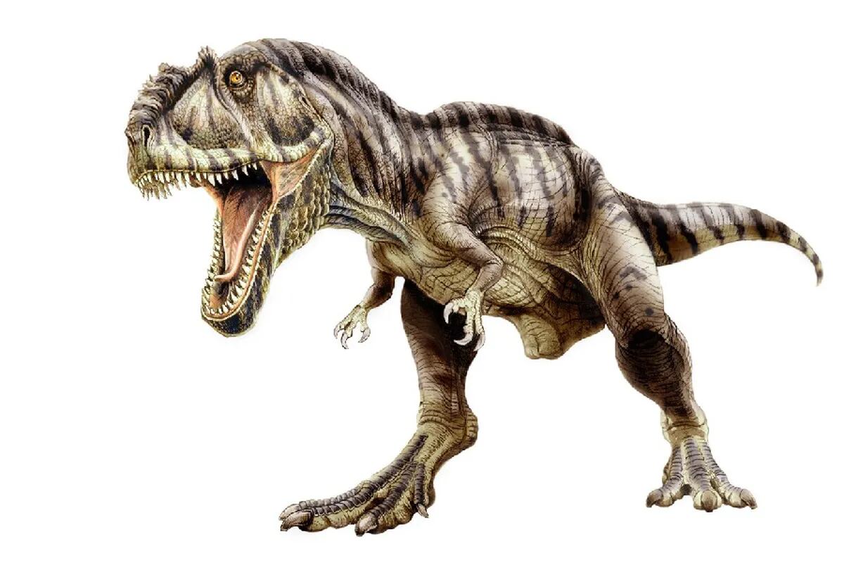 Giganotosaurus: el dinosaurio argentino protagonista de Jurassic World - LA  NACION