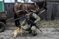 Los perros de la guerra: permanecen en sus hogares junto a los cuerpos de sus amos
