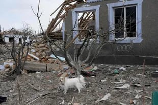 Un perro ladra frente a una casa que fue destruida por las fuerzas rusas en el pueblo de Bachtanka, cerca de Mykolaiv, una ciudad clave en el camino a Odessa, el puerto más grande de Ucrania el 27 de marzo de 2022.