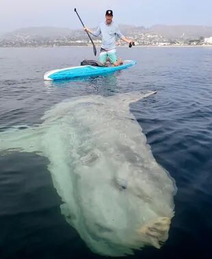 El surfista se llevó una enorme sorpresa cuando vio que algo se acercaba flotando a su tabla