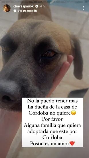 Un perro se metió en la casa que Paula Chaves alquila en Córdoba