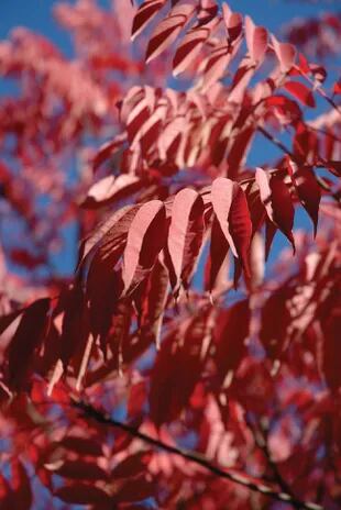 Los Rhus succedanea se distinguen porque tienen los folíolos de las hojas lisos, no aserrados. Los problemas que causan pueden ser serios, en especial para quienes son proclives a las alergias. 
