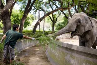 Mara, la elefanta del Ecoparque que el sábado viajará a Brasil