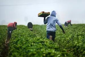 El trabajo agrícola en Florida que patrocina visas para EE.UU. y paga US$26 la hora