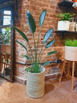 Strelitzia, una planta originaria de Sudáfrica que pasó de los jardines tradicionales al interior de las casas para ambientar espacios.