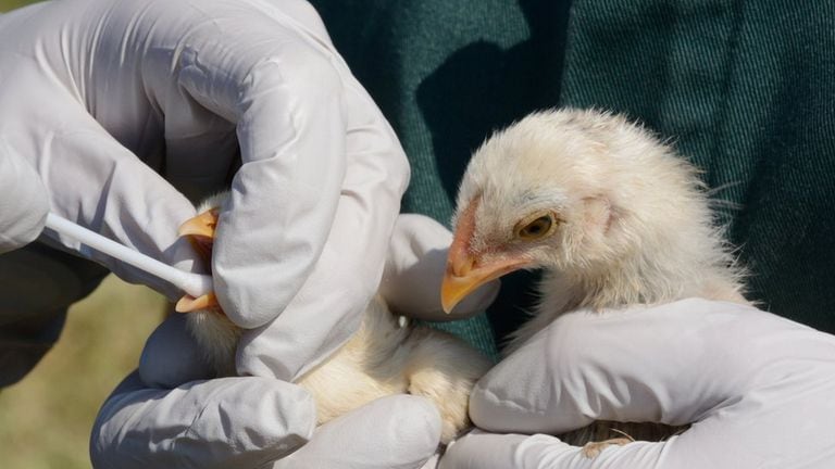 Un brote de gripe aviar golpea a Europa: sacrificarán a 36.000 animales