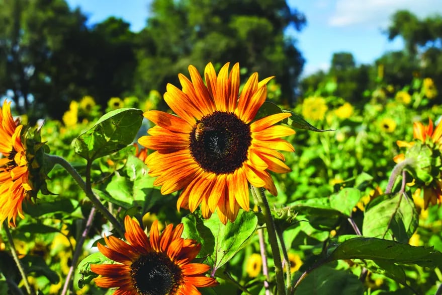 C Mo Cultivar Girasoles En Tu Jard N La Nacion