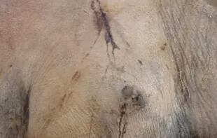 El camello fue encontrado con cicatrices en el cuerpo y signos de agotamiento (WeChat)