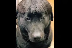 El corte de pelo para tu mascota que es furor en las peluquerías caninas
