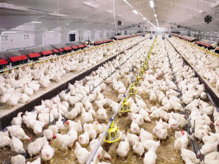 Qué es el pollo “clean label” y por qué todavía estamos lejos de conseguirlo