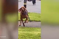 Video: el emotivo reencuentro de un perro y su dueña tras 18 meses separados
