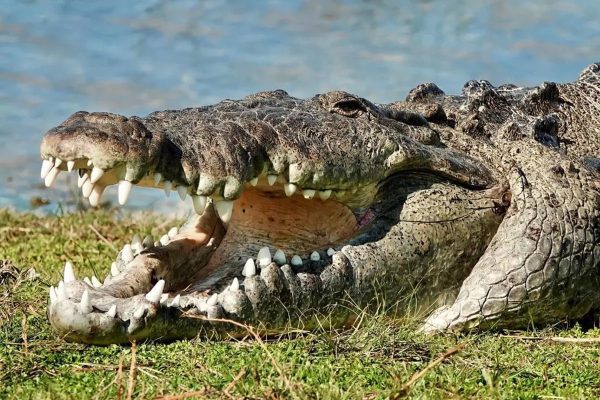 Se encontró con 'Croczilla', el cocodrilo más grande de Florida, y  compartió un escalofriante video - LA NACION