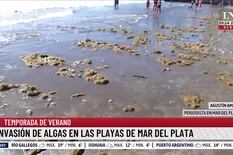 Invasión de algas en las playas de Mar del Plata; ¿cuándo se van?