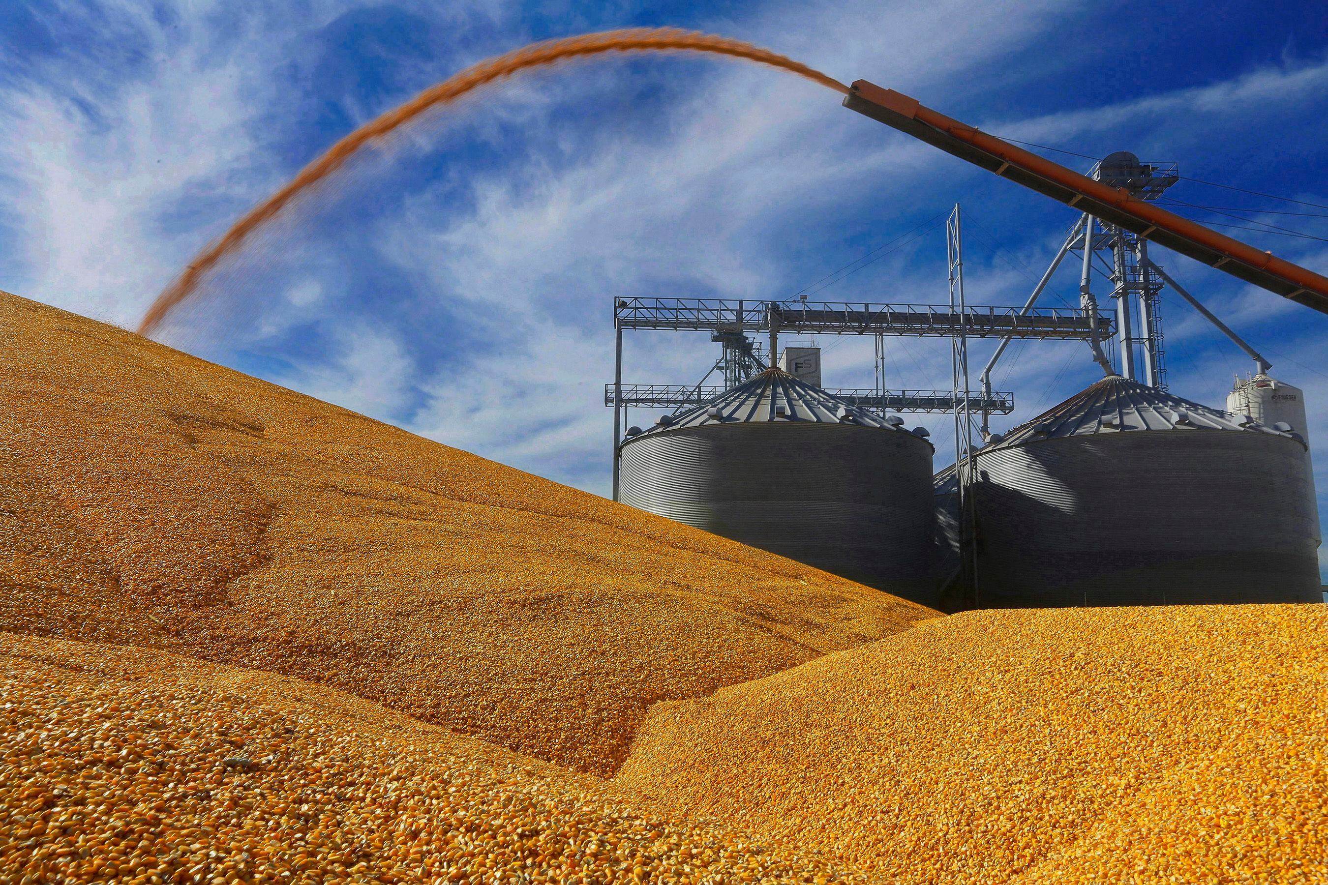 En la campaña 2023/2024 Estados Unidos logró una cosecha récord de maíz, con 389,69 millones de toneladas