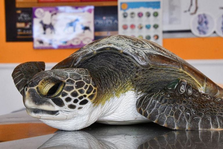 Impactante: rescataron una tortuga que en un solo día expulsó 10 tipos de plástico