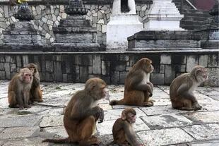 Por cercanía genética y física algunos monos, como estos macacos Rhesus, son fuente de varias zoonosis